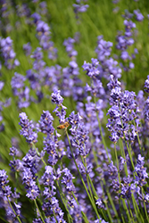 French Fields Lavender (Lavandula angustifolia 'French Fields') at Lakeshore Garden Centres