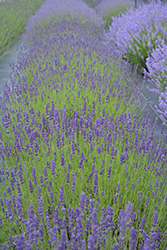 Maillette Lavender (Lavandula angustifolia 'Maillette') at Stonegate Gardens