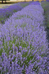W.K. Doyle Lavender (Lavandula angustifolia 'W.K. Doyle') at Stonegate Gardens