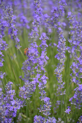 W.K. Doyle Lavender (Lavandula angustifolia 'W.K. Doyle') at A Very Successful Garden Center