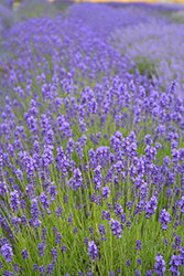 Imperial Gem Lavender (Lavandula angustifolia 'Imperial Gem') at A Very Successful Garden Center