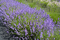 Folgate Lavender (Lavandula angustifolia 'Folgate') at A Very Successful Garden Center