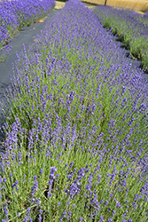 Fashionably Late Lavender (Lavandula angustifolia 'Fashionably Late') at Lakeshore Garden Centres