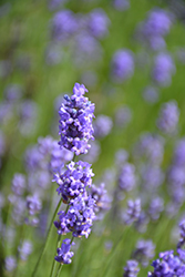 Hidcote Blue Lavender (Lavandula angustifolia 'Hidcote Blue') at A Very Successful Garden Center