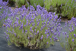 Hidcote Lavender (Lavandula angustifolia 'Hidcote') at A Very Successful Garden Center