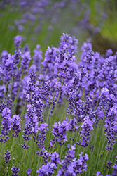 Hidcote Lavender (Lavandula angustifolia 'Hidcote') at Stonegate Gardens