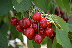 Royal Crimson Cherry (Prunus avium 'Royal Crimson') at Stonegate Gardens