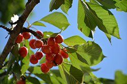 Rainier Cherry (Prunus avium 'Rainier') at A Very Successful Garden Center