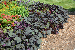 Black Heart Sweet Potato Vine (Ipomoea batatas 'Black Heart') at A Very Successful Garden Center