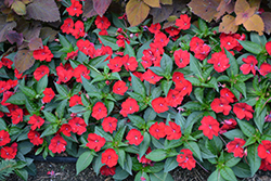 SunPatiens Compact Red New Guinea Impatiens (Impatiens 'SakimP030') at The Mustard Seed