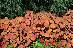 ColorBlaze Keystone Kopper Coleus (Solenostemon scutellarioides 'Keystone Kopper') at A Very Successful Garden Center