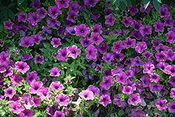Supertunia Picasso In Purple Petunia (Petunia 'Supertunia Picasso In Purple') at A Very Successful Garden Center