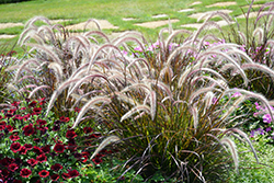 Fountain Grass (Pennisetum setaceum) at A Very Successful Garden Center