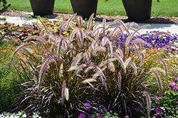 Red Riding Hood Purple Fountain Grass (Pennisetum setaceum 'Red Riding Hood') at Lakeshore Garden Centres