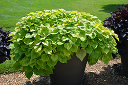 Sweet Caroline Bewitched Green With Envy Sweet Potato Vine (Ipomoea batatas 'NCORNSP-020BWGWE') at A Very Successful Garden Center