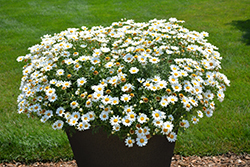Pure White Butterfly Marguerite Daisy (Argyranthemum frutescens 'G14420') at Lakeshore Garden Centres