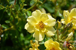 Oso Easy Lemon Zest Rose (Rosa 'Chewhocan') at Stonegate Gardens