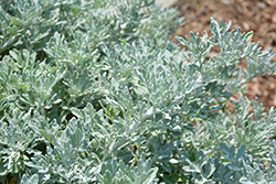 Quicksilver Dusty Miller (Artemisia stelleriana 'Quicksilver') at A Very Successful Garden Center