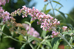 InSpired Pink Butterfly Bush (Buddleia 'Pink Pagoda') at Stonegate Gardens