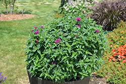Pardon My Purple Beebalm (Monarda didyma 'Pardon My Purple') at A Very Successful Garden Center