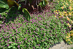 Lil' Forest Plum Bachelor Button (Gomphrena 'SAKGOM004') at Lakeshore Garden Centres