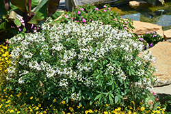 Senorita Blanca Spiderflower (Cleome 'INCLESBIMP') at A Very Successful Garden Center