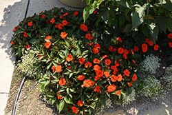 SunPatiens Compact Orange New Guinea Impatiens (Impatiens 'SakimP011') at Lakeshore Garden Centres