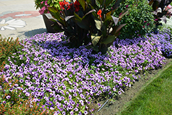 Supertunia Indigo Charm Petunia (Petunia 'Supertunia Indigo Charm') at A Very Successful Garden Center