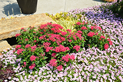 Butterfly Red Star Flower (Pentas lanceolata 'PAS94611') at Lakeshore Garden Centres