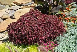 ColorBlaze Kingswood Torch Coleus (Solenostemon scutellarioides 'Kingswood Torch') at A Very Successful Garden Center