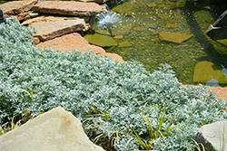 Quicksilver Dusty Miller (Artemisia stelleriana 'Quicksilver') at A Very Successful Garden Center