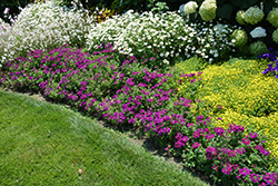 Superbena Purple Verbena (Verbena 'Superbena Purple') at A Very Successful Garden Center