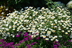 Pure White Butterfly Marguerite Daisy (Argyranthemum frutescens 'G14420') at A Very Successful Garden Center