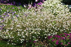 Stratosphere White Gaura (Gaura lindheimeri 'Gautalwi') at A Very Successful Garden Center