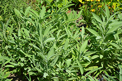 Common Sage (Salvia officinalis) at A Very Successful Garden Center