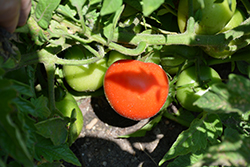 First Lady II Tomato (Solanum lycopersicum 'First Lady II') at A Very Successful Garden Center