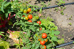 Homegrown Cherry Tomato (Solanum lycopersicum 'Homegrown Cherry') at A Very Successful Garden Center