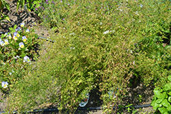 Slow Bolt Cilantro (Coriandrum sativum 'Slow Bolt') at A Very Successful Garden Center