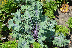 Marrow Stem Kale (Brassica oleracea var. medullosa) at A Very Successful Garden Center