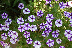 Supertunia Violet Star Charm Petunia (Petunia 'Supertunia Violet Star Charm') at Lakeshore Garden Centres