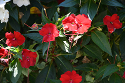 Infinity Red New Guinea Impatiens (Impatiens hawkeri 'Vinfsalbis') at A Very Successful Garden Center