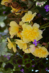 Illumination Lemon Begonia (Begonia 'Illumination Lemon') at A Very Successful Garden Center