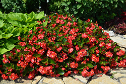 Surefire Red Begonia (Begonia 'Surefire Red') at A Very Successful Garden Center