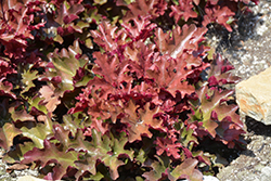 Dolce Cinnamon Curls Coral Bells (Heuchera 'Inheuredfu') at A Very Successful Garden Center