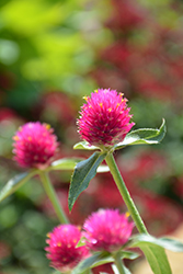 Forest Pink Globe Amaranth (Gomphrena haageana 'Forest Pink') at A Very Successful Garden Center