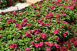 Cora Cascade Magenta Vinca (Catharanthus roseus 'Cora Cascade Magenta') at A Very Successful Garden Center