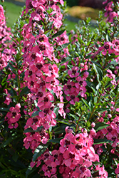 Angelface Perfectly Pink Angelonia (Angelonia angustifolia 'Balang15434') at A Very Successful Garden Center