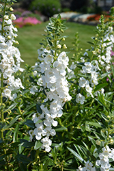 Angelface Super White Angelonia (Angelonia angustifolia 'Angelface Super White') at A Very Successful Garden Center