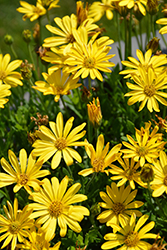 Bright Lights Yellow African Daisy (Osteospermum 'Bright Lights Yellow') at A Very Successful Garden Center
