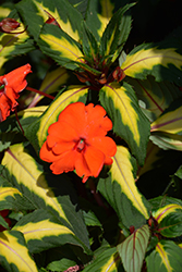 SunPatiens Spreading Tropical Orange New Guinea Impatiens (Impatiens 'SunPatiens Spreading Tropical Orange') at Lakeshore Garden Centres
